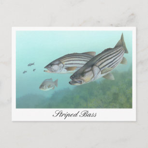 Striped Bass Painting Postcard