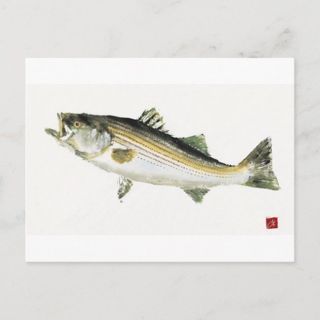 Striped Bass Postcard (Front)