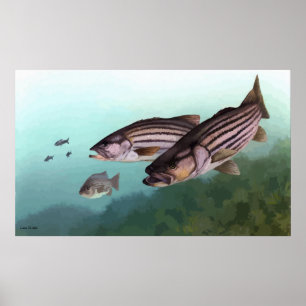 Striped bass signed painting poster