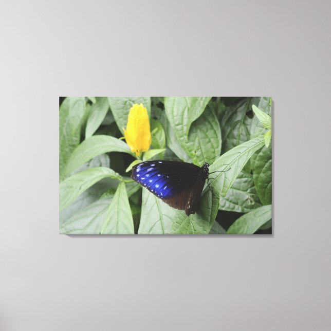 Striped Blue Crow (Euploea mulciber) on leaf, Canvas Print (Front)