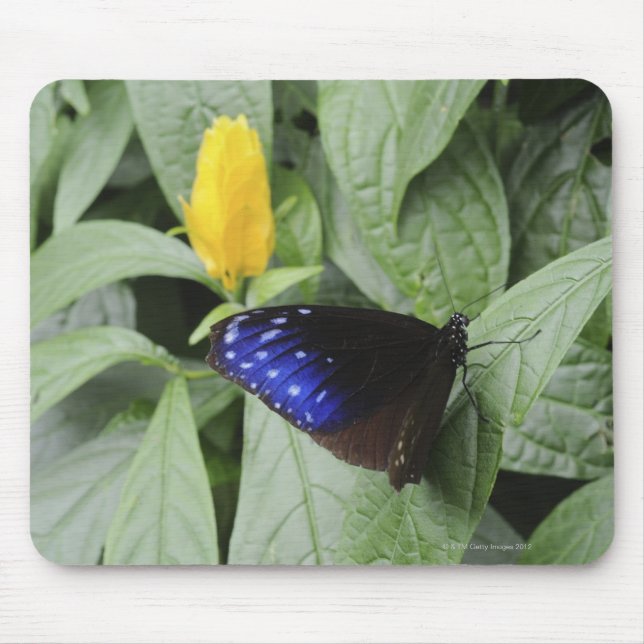 Striped Blue Crow (Euploea mulciber) on leaf, Mouse Mat (Front)