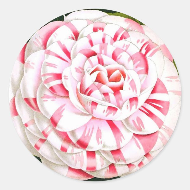 Striped candy cane camellia classic round sticker (Front)