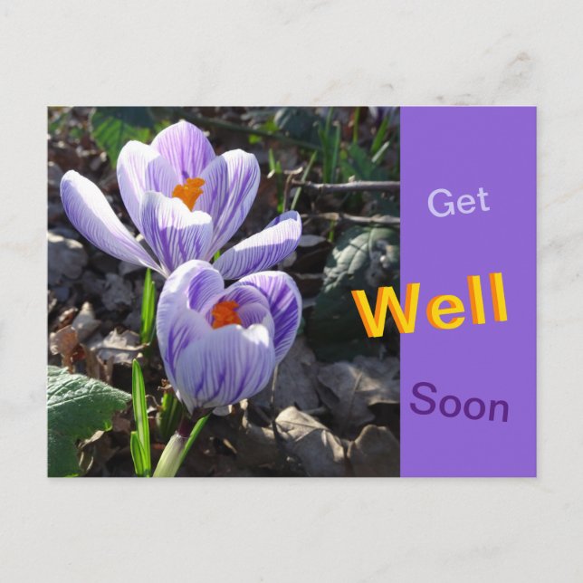 Striped Crocusses Get Well Soon Postcard (Front)