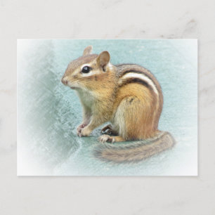 Striped Cutie - Chipmunk Postcard