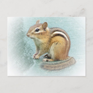 Striped Cutie - Chipmunk Postcard