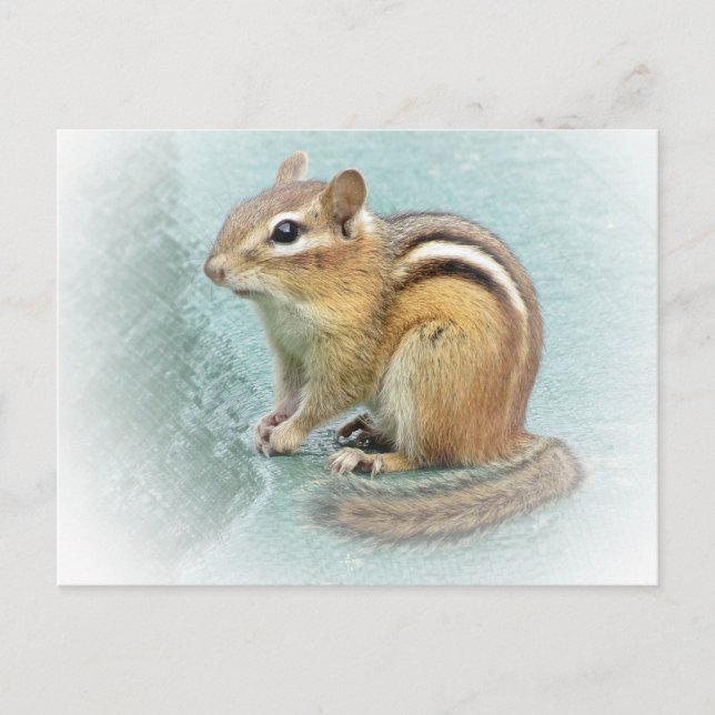 Striped Cutie - Chipmunk Postcard (Front)