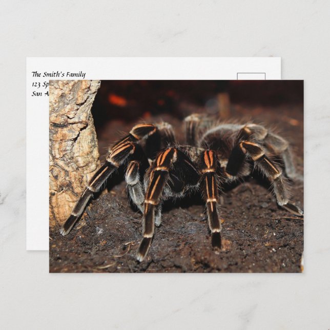 Striped-knee Tarantula Spider Postcard (Front/Back)