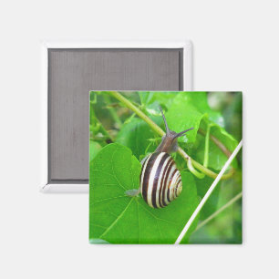 Striped Land Snail on a Leaf Magnet