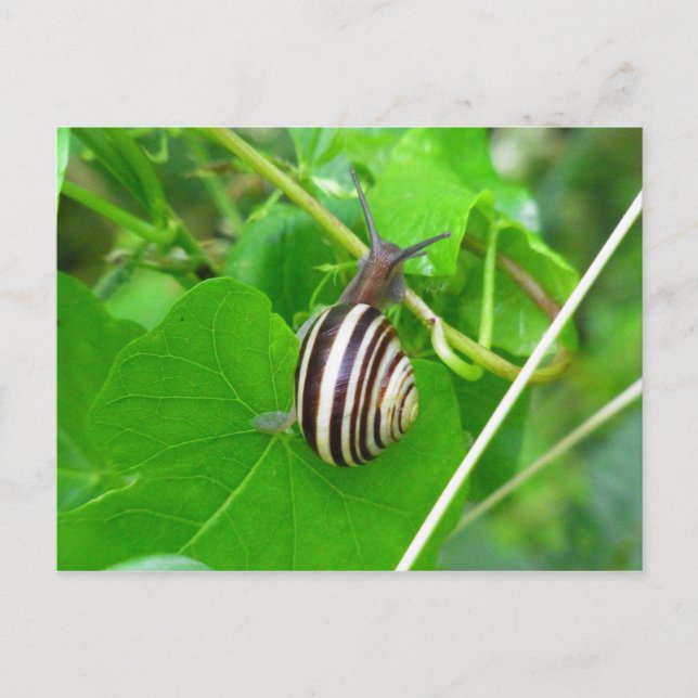 Striped Land Snail on a Leaf Postcard (Front)