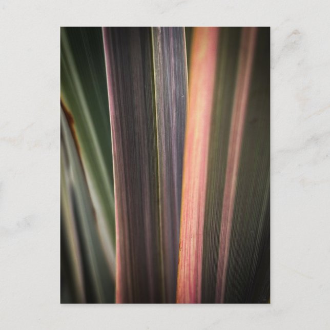 Striped Leaves Postcard (Front)