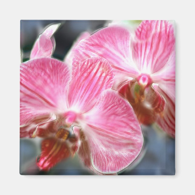 Striped Pink Phalaenopsis Orchids Magnet (Front)