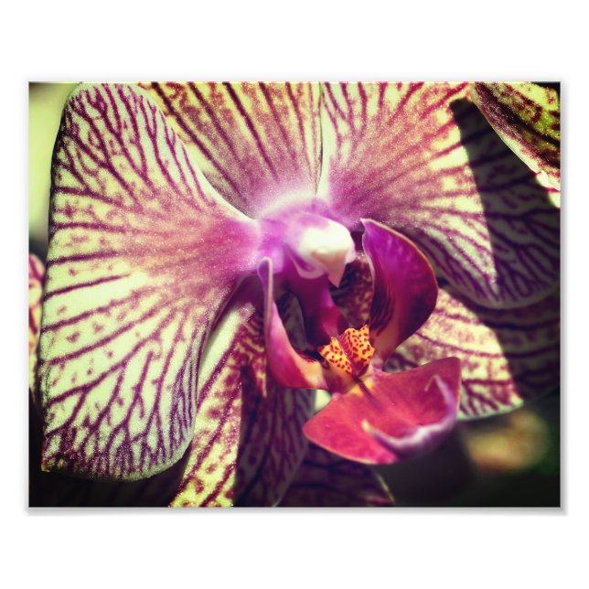 Striped Purple Orchid Flower Close Up 8x10 Photo Print (Front)