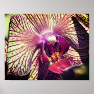Striped Purple Orchid Flower Close Up Poster
