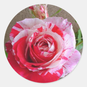 Striped Rose Sticker