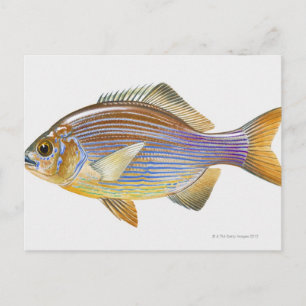Striped Seaperch Postcard