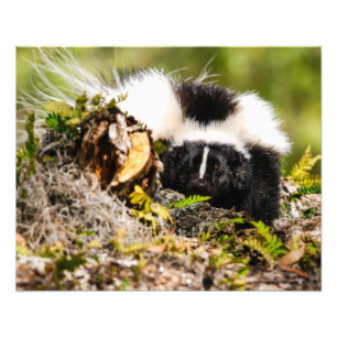 Striped Skunk Fern Log Photo Print