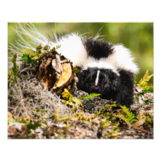 Striped Skunk Fern Log Photo Print