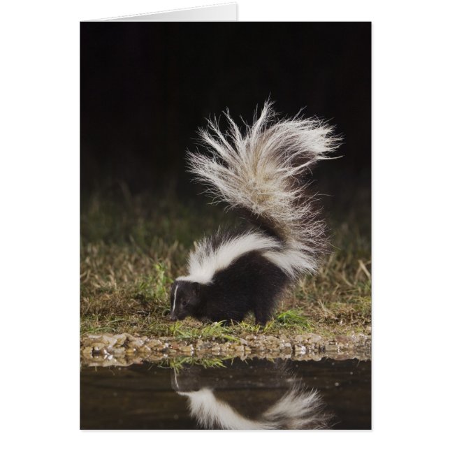 Striped Skunk, Mephitis mephitis (Front)