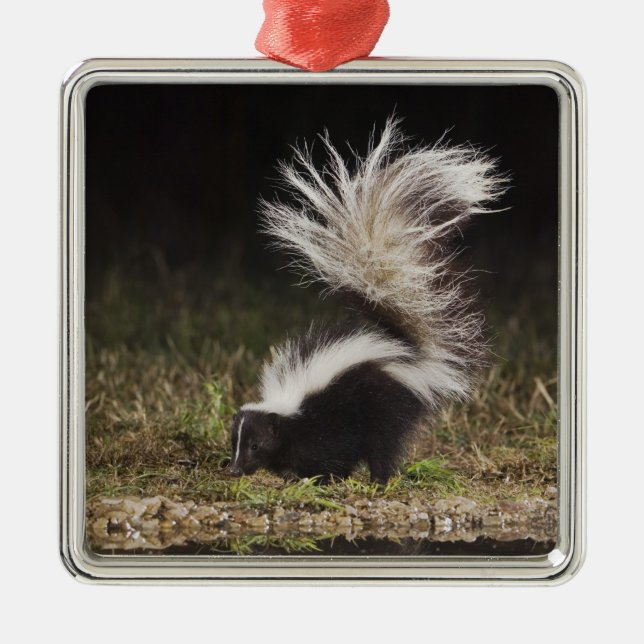 Striped Skunk, Mephitis mephitis Metal Tree Decoration (Front)