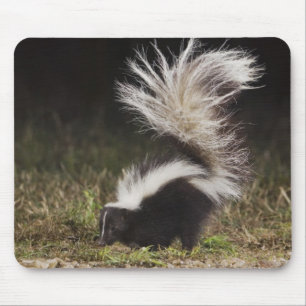 Striped Skunk, Mephitis mephitis Mouse Mat