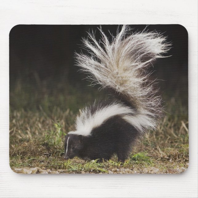 Striped Skunk, Mephitis mephitis Mouse Mat (Front)
