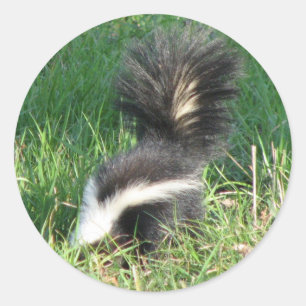 Striped Skunk Sticker