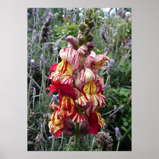 Striped Spotted Snapdragon Floral Flowers Poster (Front)