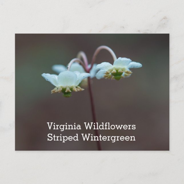 Striped Wintergreen Virginia Wildflower Postcard (Front)