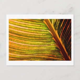 stripes strike postcard