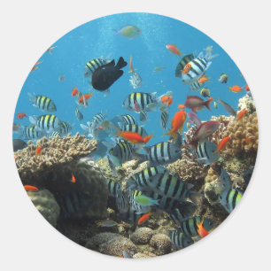 Stripey Fish Classic Round Sticker