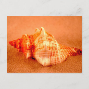 Stripped Fox Postcard