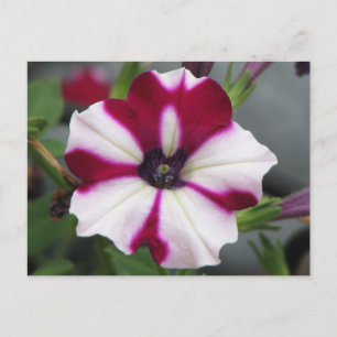 Stripped Purple Petunia Postcard