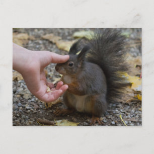 stroke a squirrel postcard