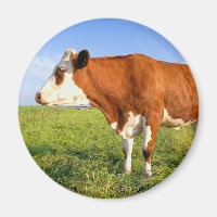 Strong Friesian cow