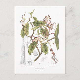 Strophanthus dichotomus postcard