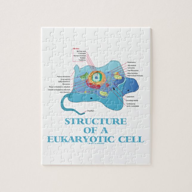 Structure Of A Eukaryotic Cell (Eukaryote) Jigsaw Puzzle (Vertical)