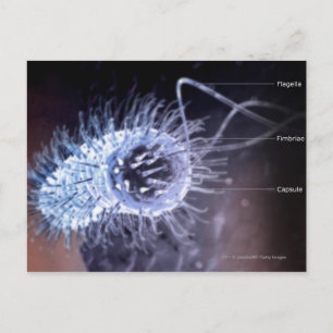 Structure of a helicobacter pylori cell postcard