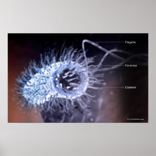 Structure of a helicobacter pylori cell poster