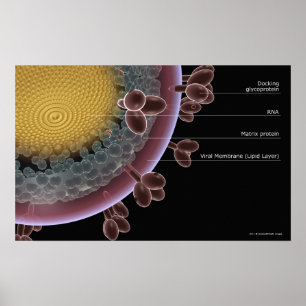 Structure of a HIV cell Poster