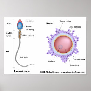 Structure of egg and sperm poster