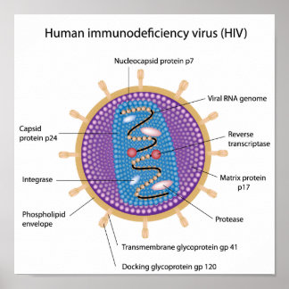 Immune System Posters | Zazzle.co.uk