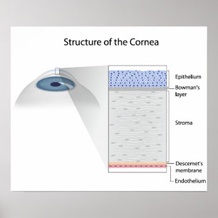 Structure of human cornea Poster