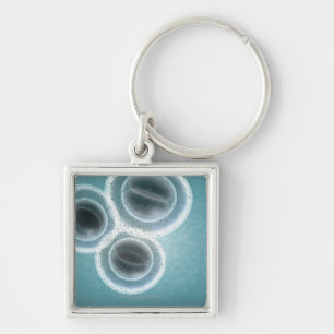 Structure of MRSA Key Ring