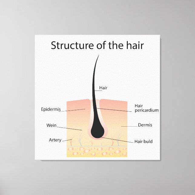 Structure of the hair canvas print (Front)