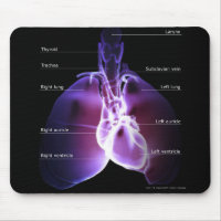 Structure of the heart and lungs