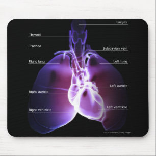 Structure of the heart and lungs mouse mat