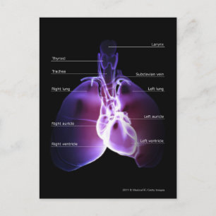 Structure of the heart and lungs postcard