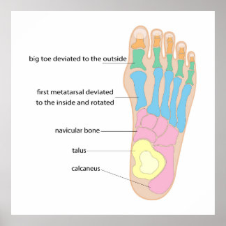 Structure of the human foot poster