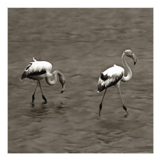 Strutt Like A Juvenile Artistic Flamingo In Gre Photo Print