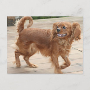 Strutting My Stuff! Ruby Cavalier King Charles Postcard